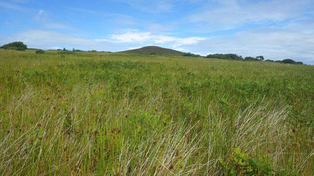 Scotislands Gruinard grass