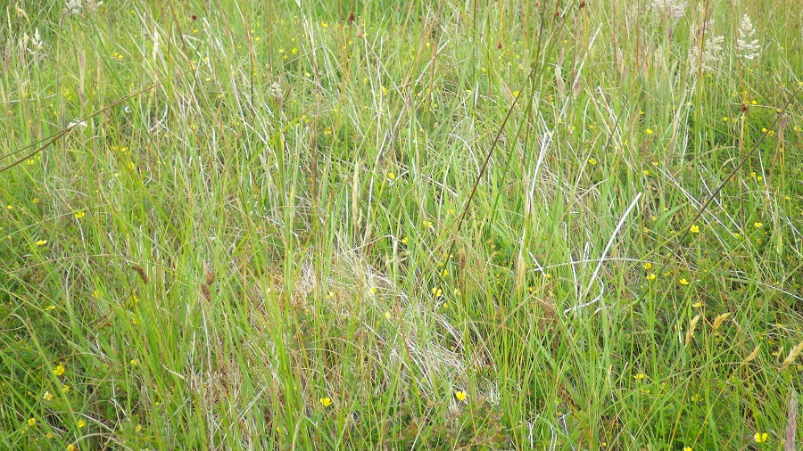 Deep gree grass on Scottish island
