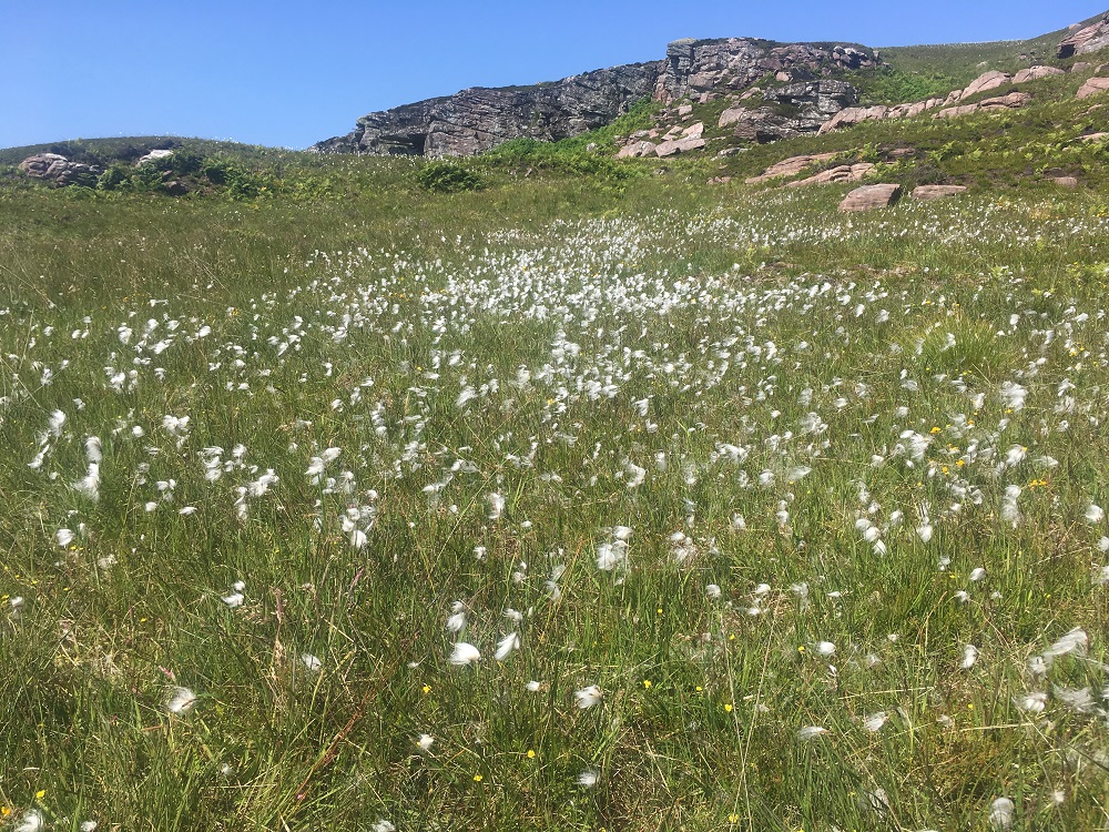 Bog cottom meadow scottish island grass