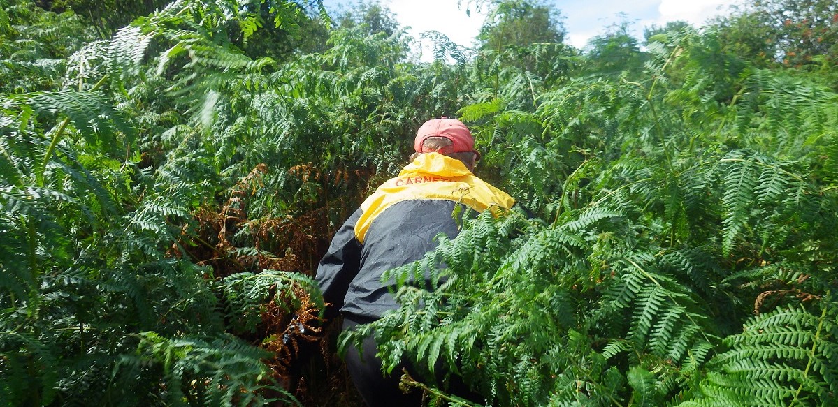 Walking through thick bracken