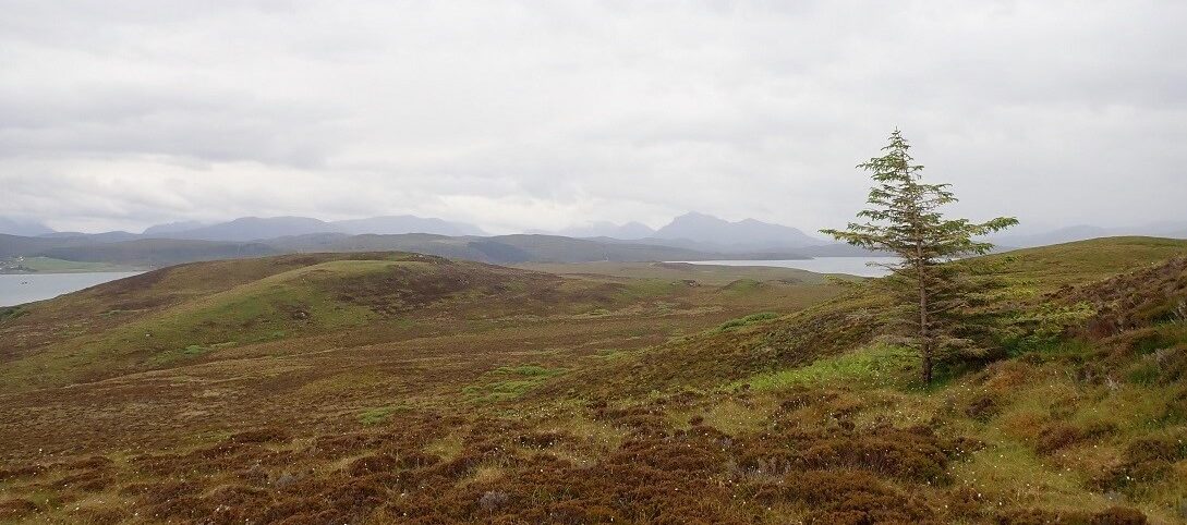 Windswept tree on Scottish island