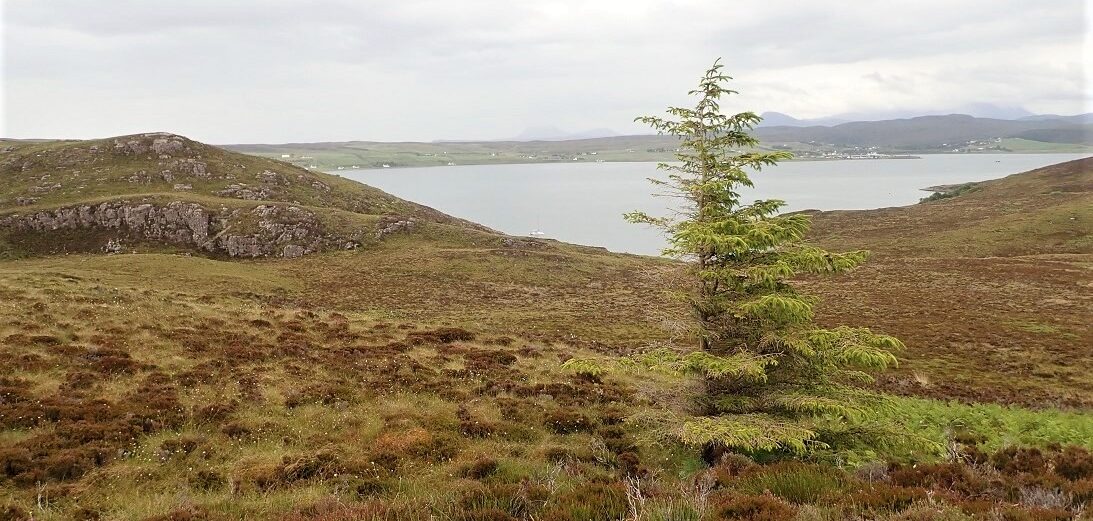 Windswept tree on Scottish island